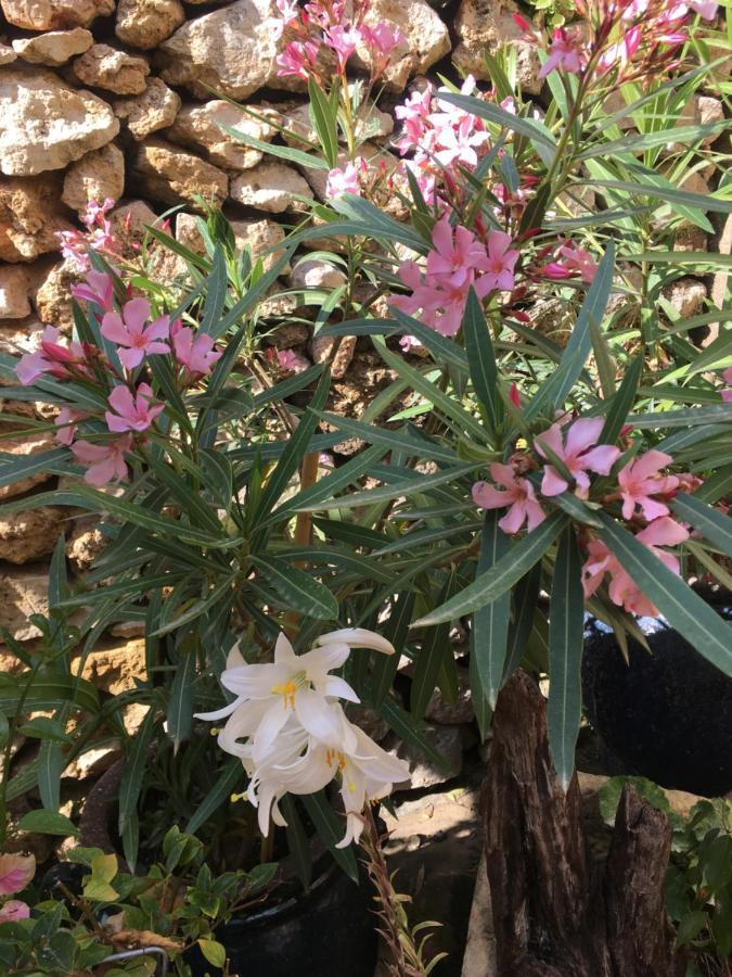 Botanica B&B Xagħra エクステリア 写真