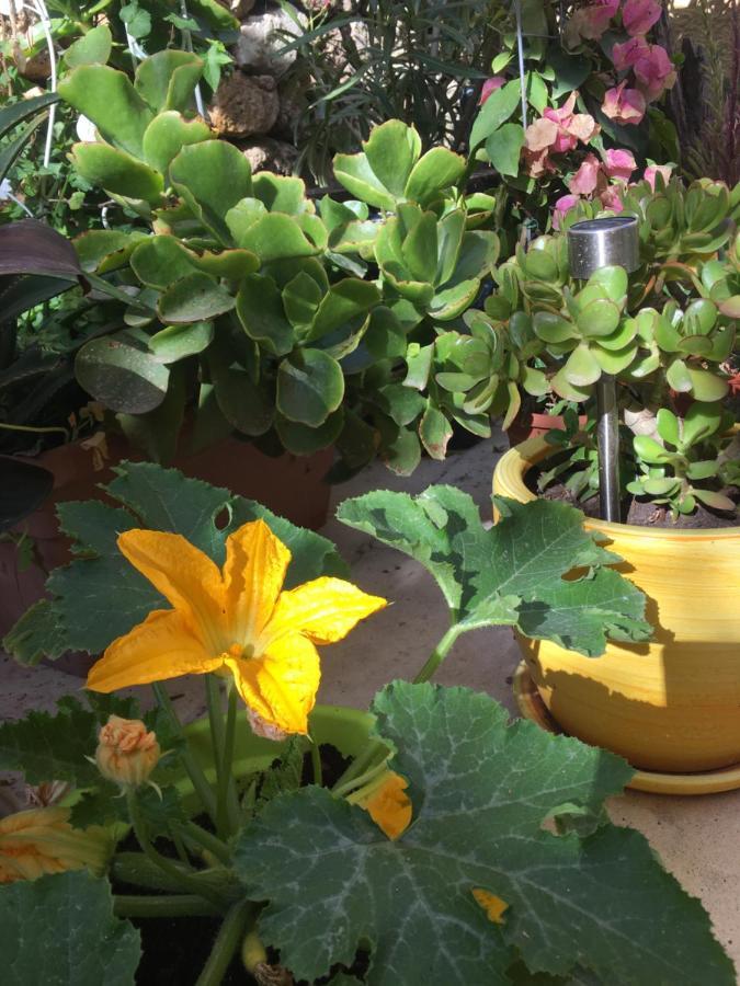 Botanica B&B Xagħra エクステリア 写真